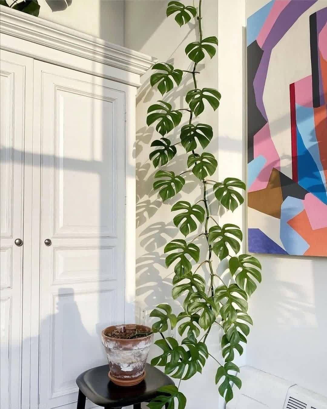 quelle taille peut atteindre une mini monstera