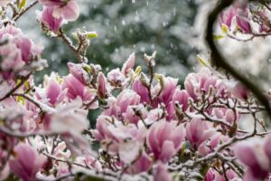 soins du magnolia quand il gèle température minimale supportée