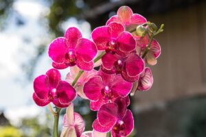 variétés d’orchidées pour débutants, comment cultiver le Phalaenopsis