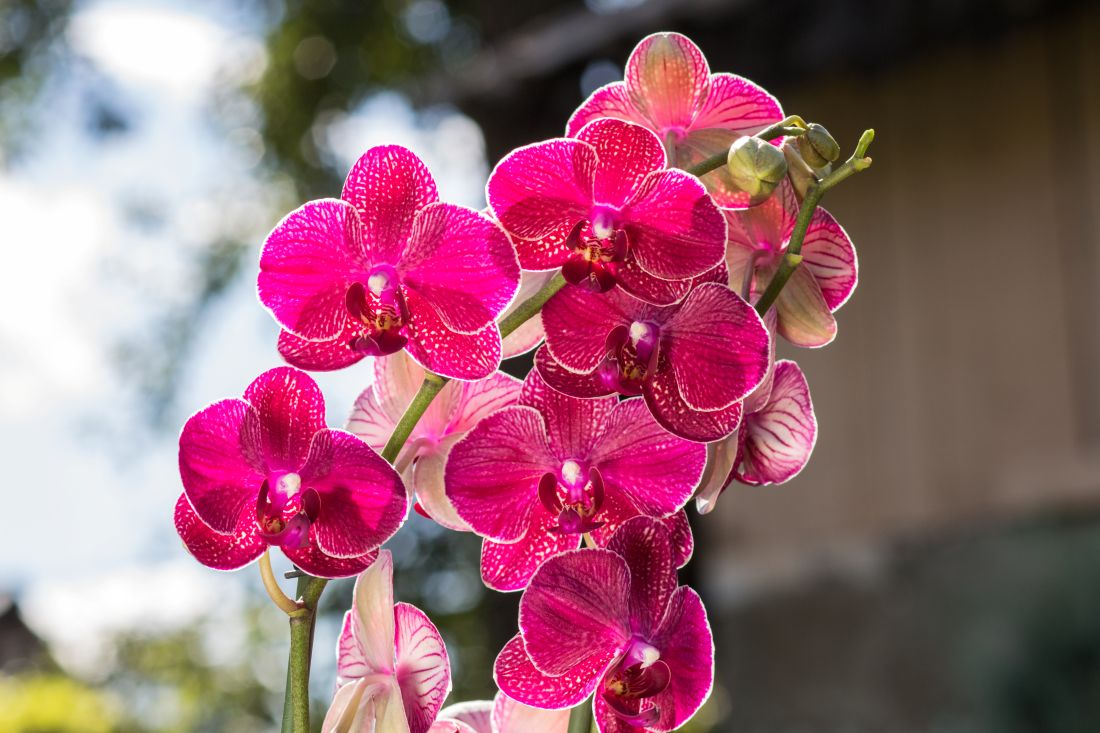 variétés d’orchidées pour débutants, comment cultiver le Phalaenopsis