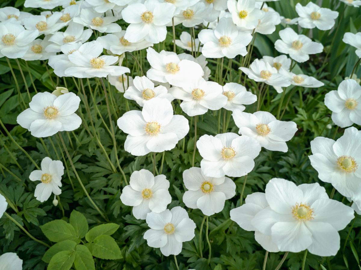 Comment entretenir les fleurs plantées dans les interstices de briques-anémone sauvage