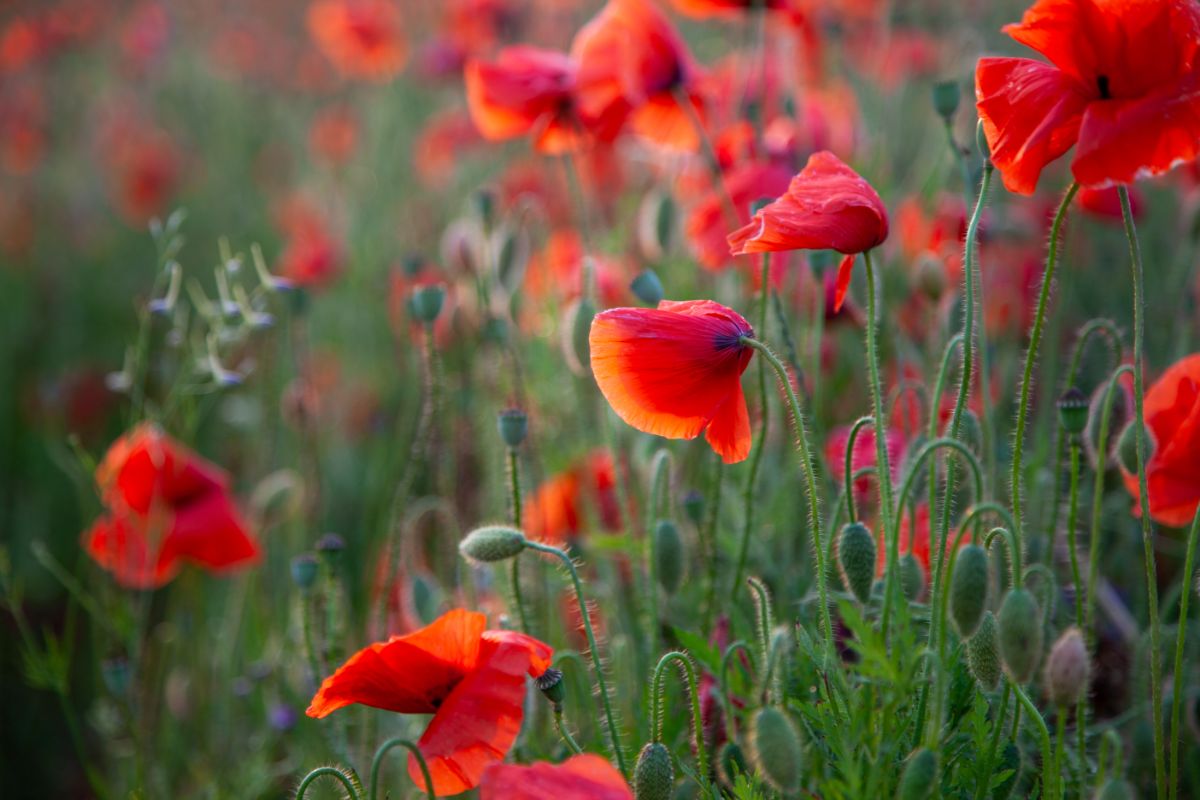 Planter des fleurs dans les trous de briques-le coquelicot est un choix incontournable