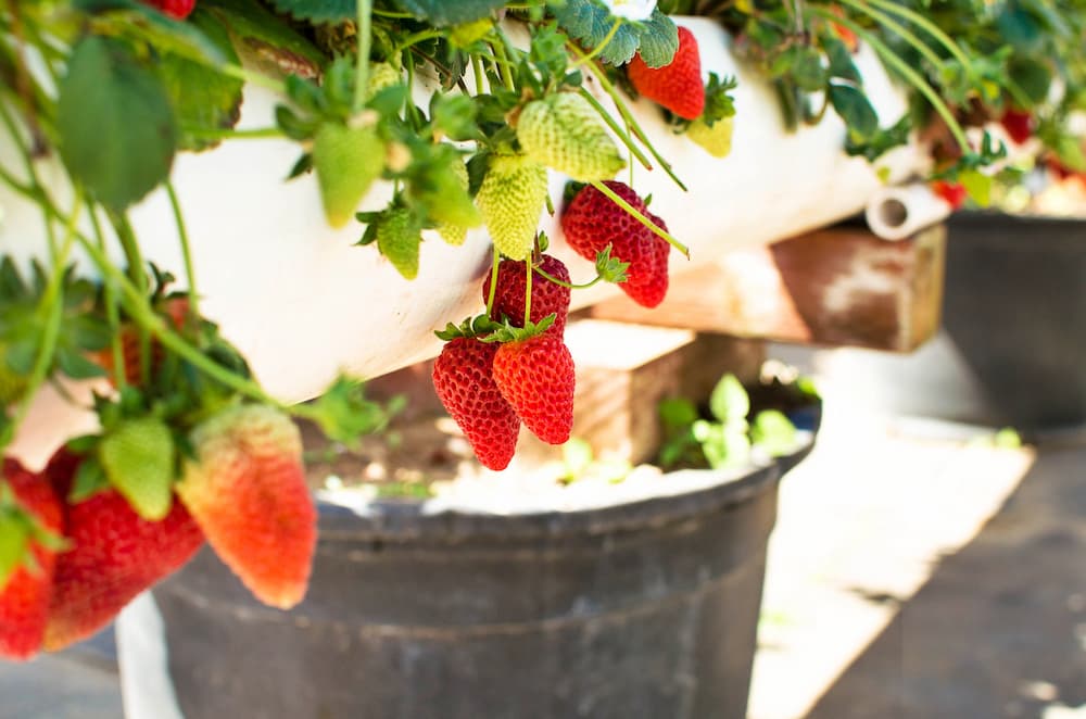 comment cultiver des fraises en pot sur balcon et terrasse