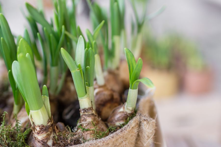 comment faire fleurir les bulbes en 2026