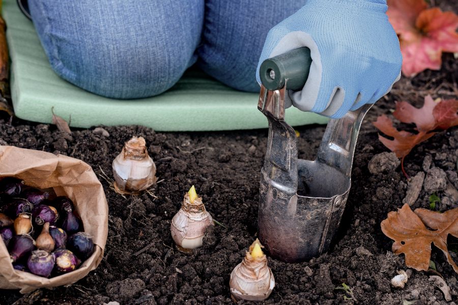 comment planter les bulbes