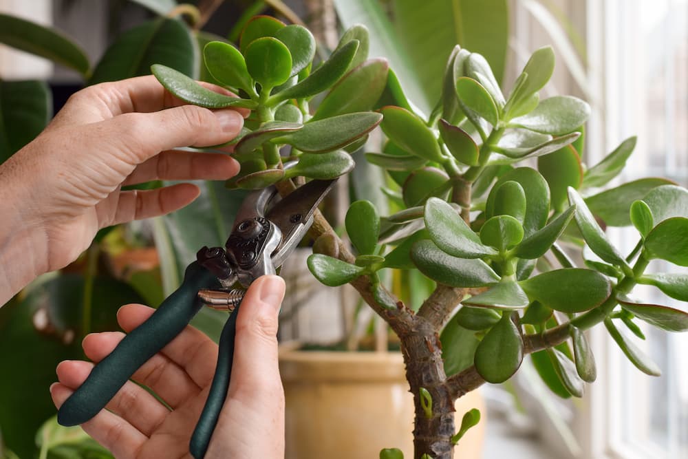 comment réparer une succulente étirée