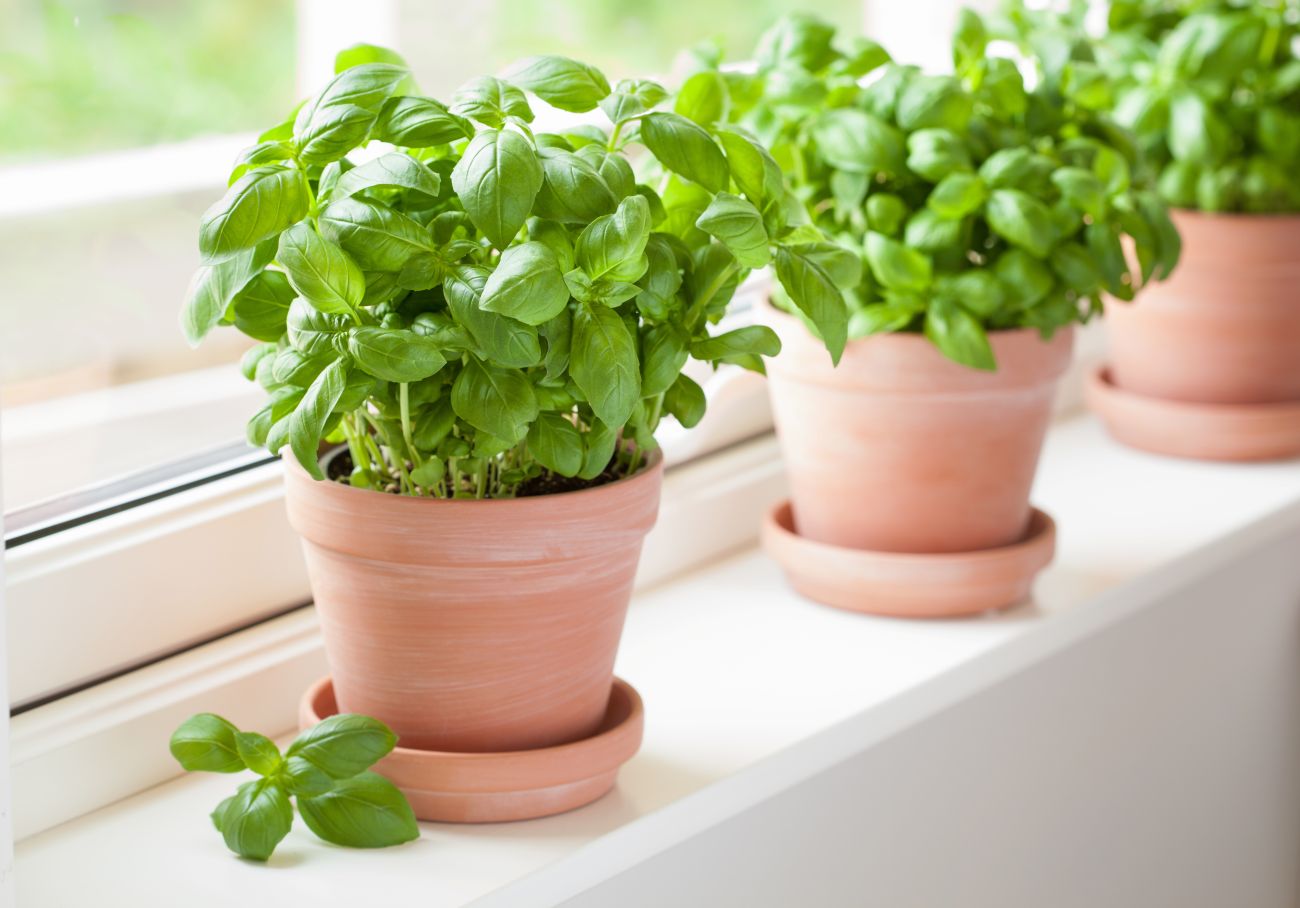 cultiver basilic et autres plantes aromatiques en pots à l'intérieur