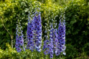 cultiver des delphiniums dans son jardin, semis et repiquage