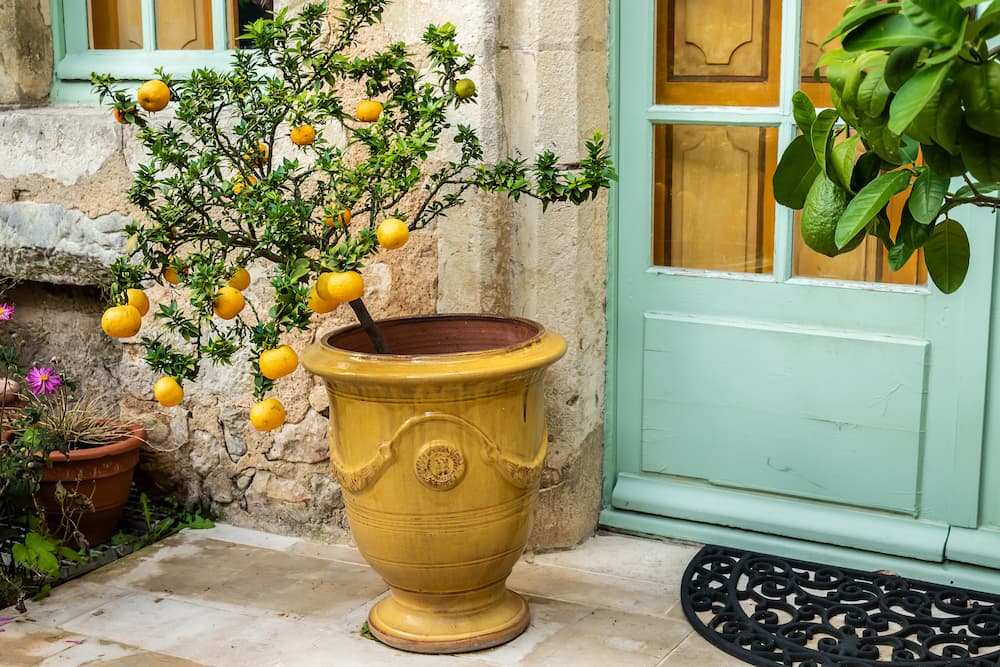 culture de fruits en pot sans jardin