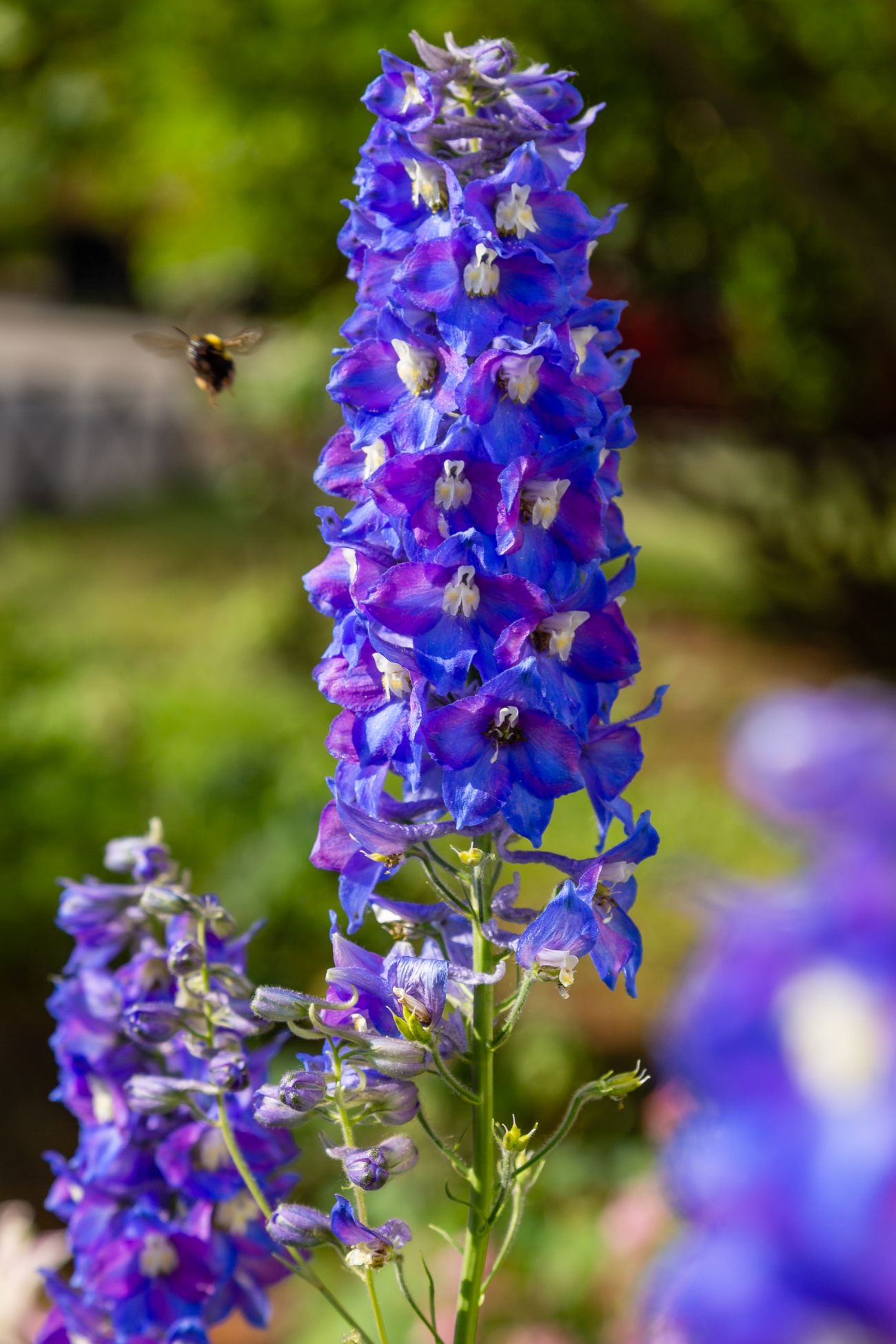 delphinium fleur de l'année 2026, plante vivace facile à cultiver