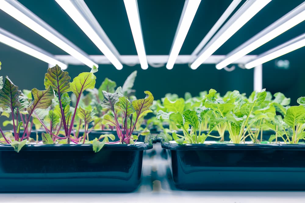 éclairage LED horticole pour semis d’hiver