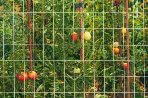 empêcher les chats d’entrer dans le potager grillage