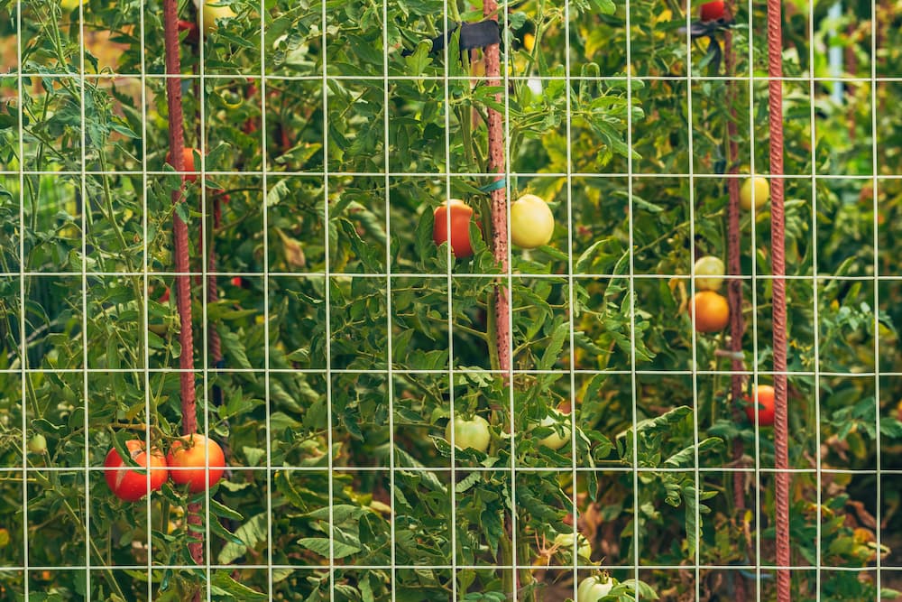 empêcher les chats d’entrer dans le potager grillage
