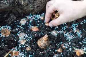 engrais pour bulbes de printemps
