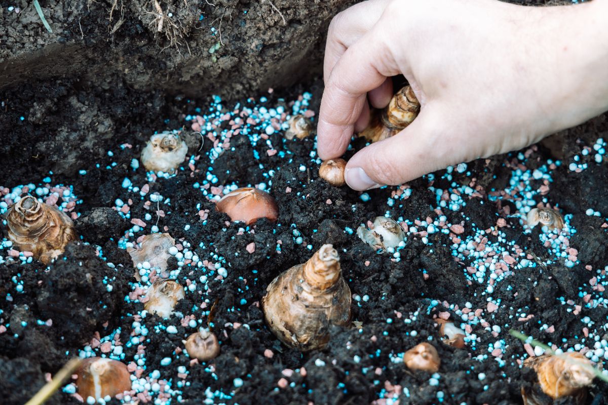 engrais pour bulbes de printemps