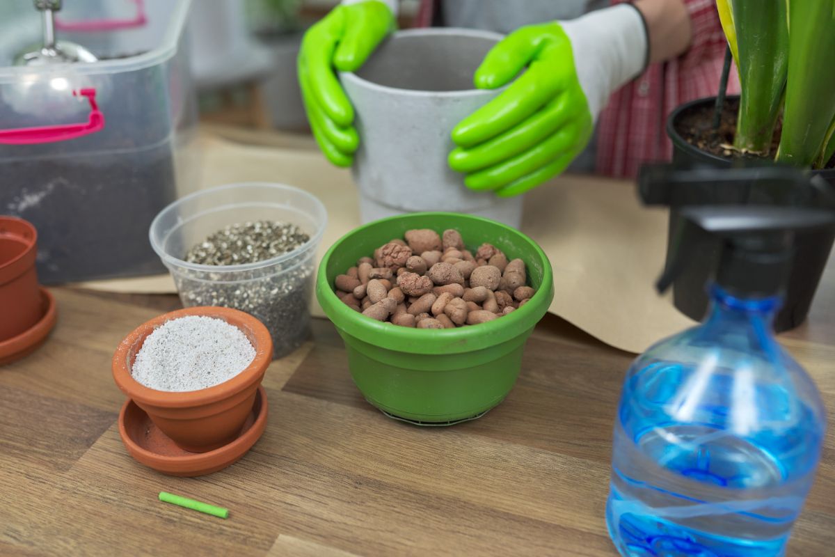est-il bon de fertiliser les plantes d'intérieur en hiver