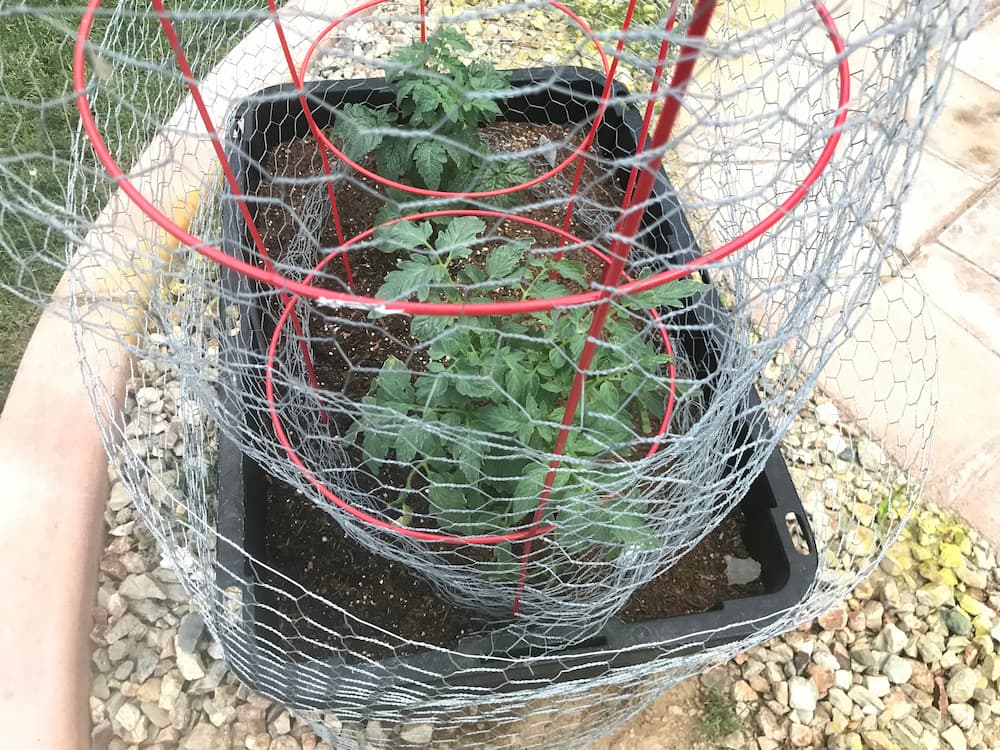 fabriquer une clôture potager avec du grillage à poules