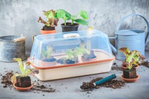 fabriquer une serre d’intérieur avec une vieille boîte plastique