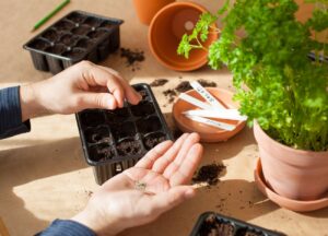 faire des semins d'herbes aromatiques en intérieur