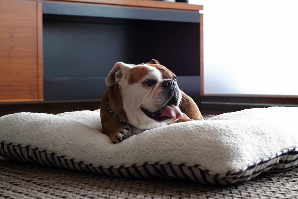 faire un panier pour chien avec vieux oreillers