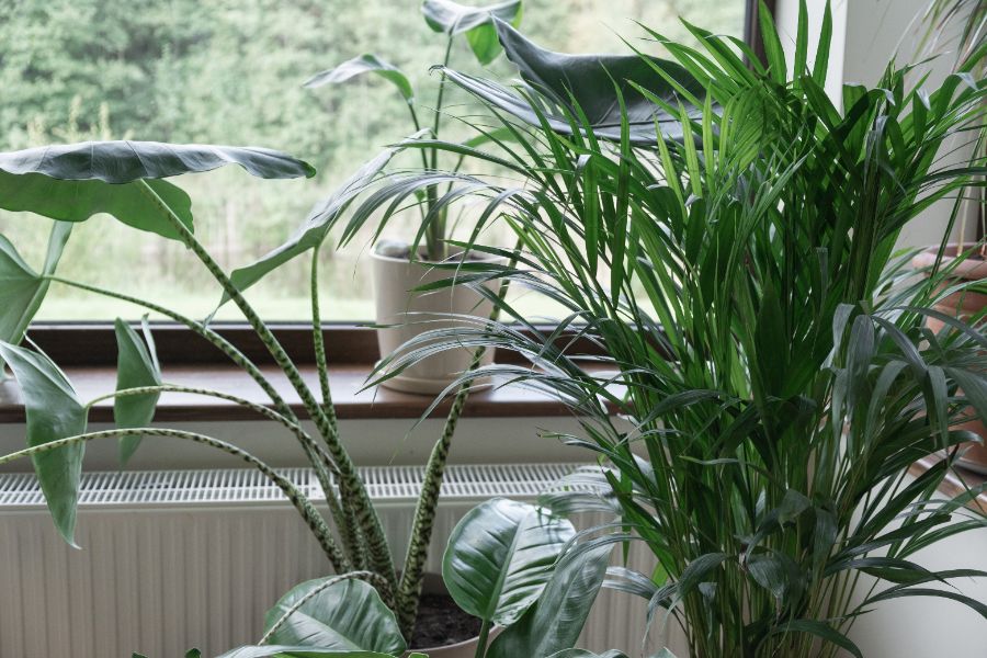 faut il fertiliser les plantes d'intérieur en hiver