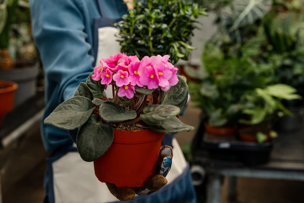 faut-il rempoter une violette africaine en fleurs