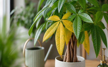 Pachira aquatica aux feuilles jaunes et vertes contrastées, symptôme d'un excès d'eau, tiges tressées visibles