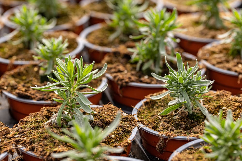 fleurs vivaces à semer en mars pour floraison été lavande