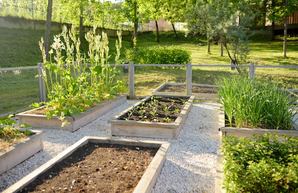 grillage à poules contre les nuisibles du jardin