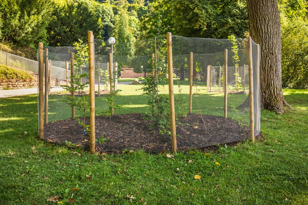 grillage à poules protection anti-lapins arbres
