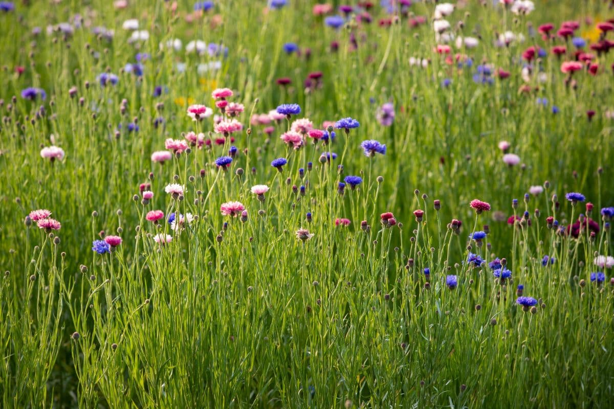 les bleuets font partie des meilleures fleurs à planter dans les trous de briques