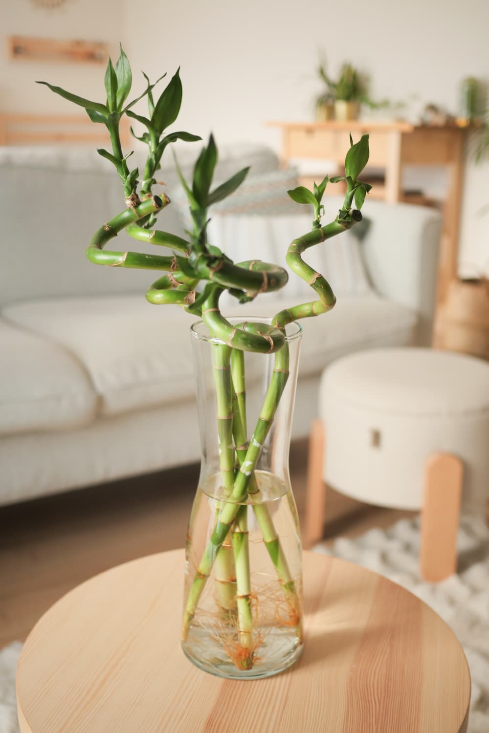 lucky bamboo entretien dans l’eau à la maison