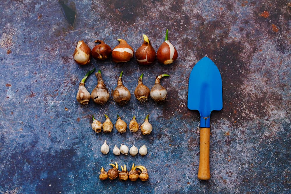 méthode écologique pour planter des bulbes