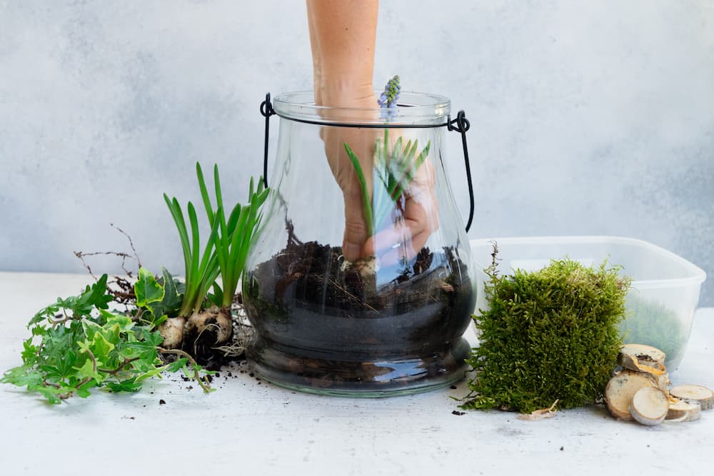 mini serre d’intérieur avec bocaux en verre recyclés