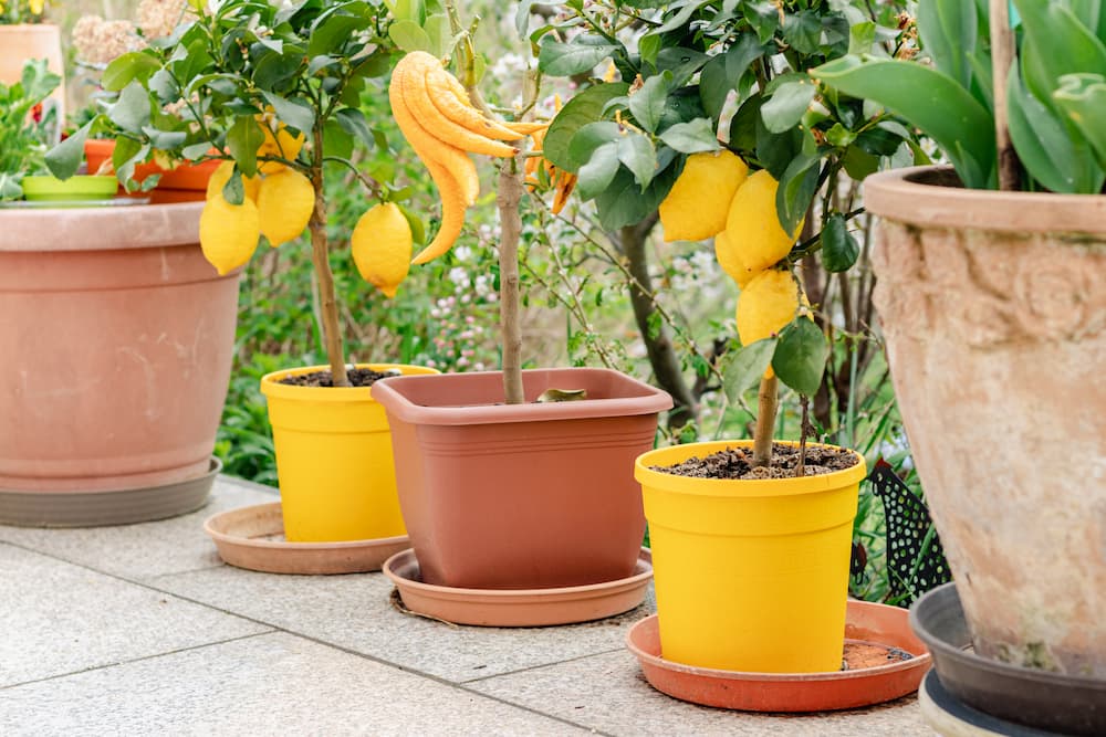 petits fruits faciles à cultiver en pots pour débutants
