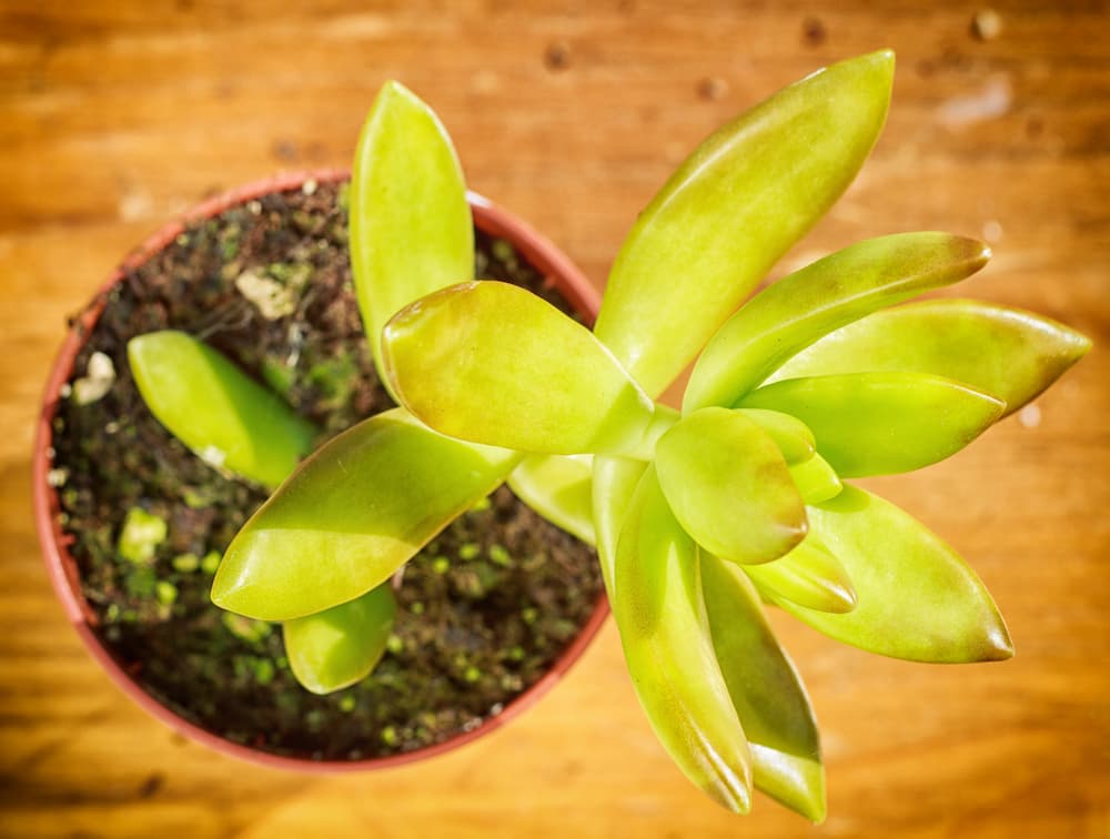 plante grasse qui perd sa forme compacte
