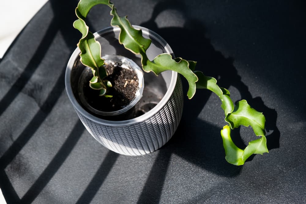 plante grasse qui s’allonge et devient fine