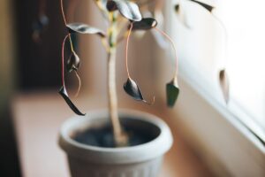 plante morte ou en dormance