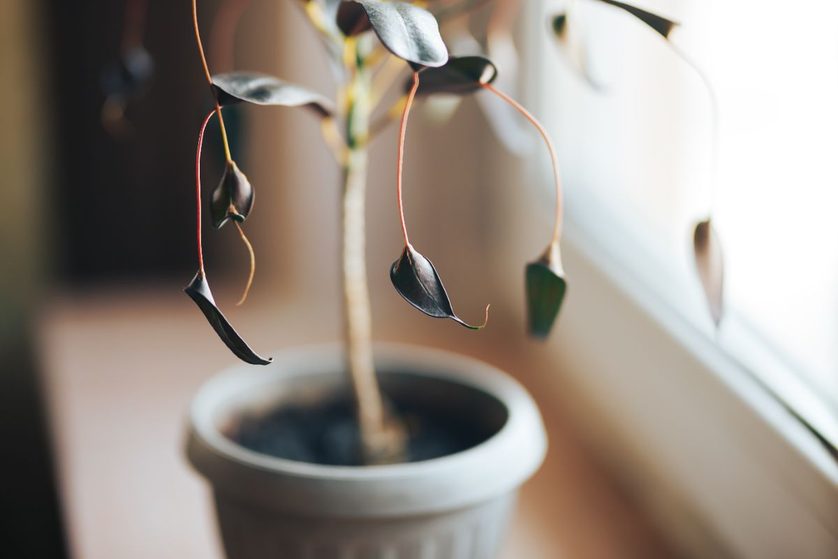plante morte ou en dormance