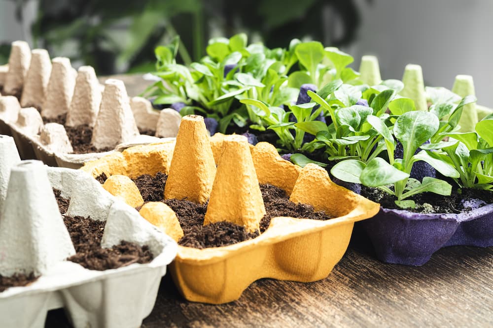 planter des bulbes de fleurs dans une boîte à œufs
