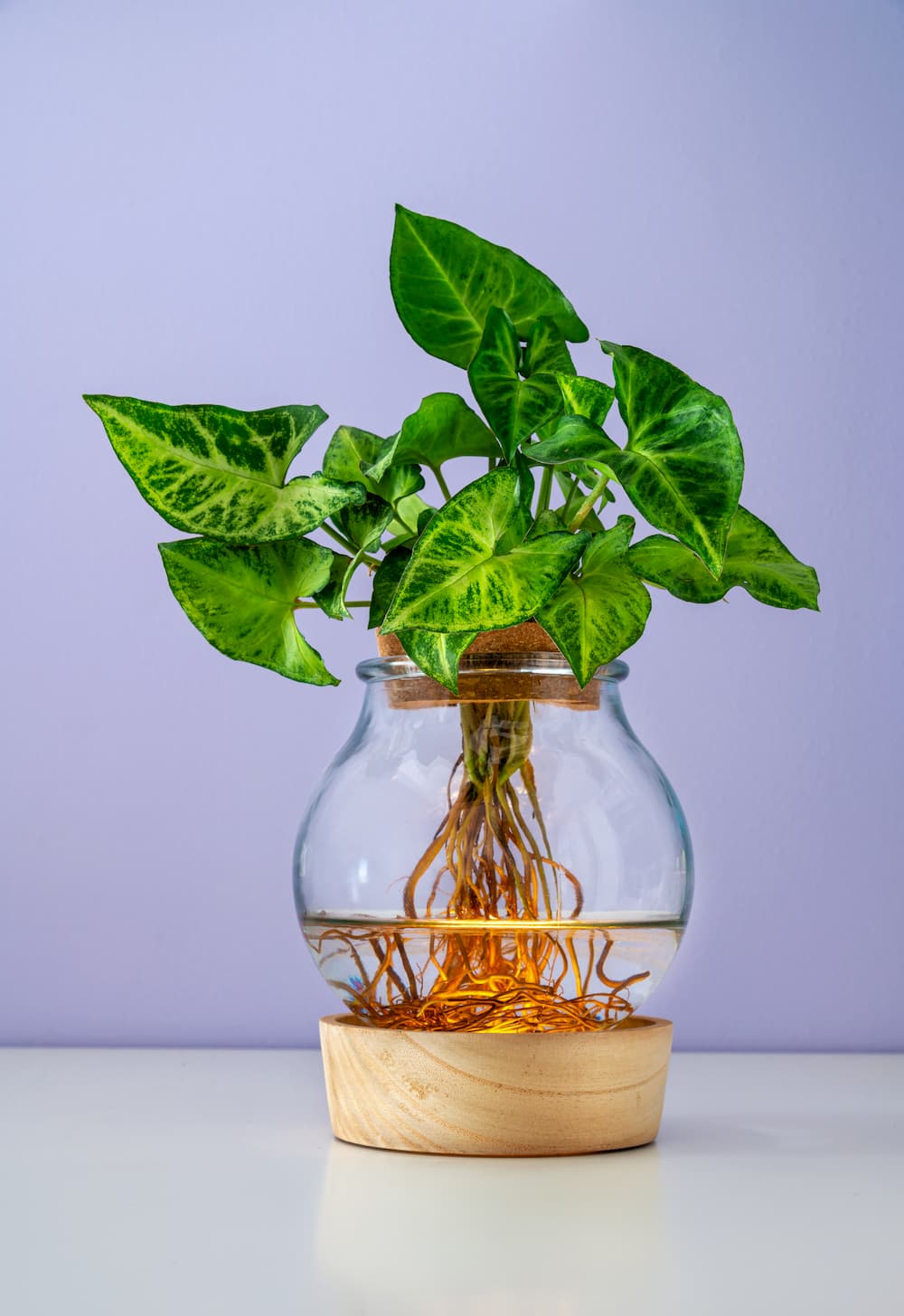 plantes décoratives à faire pousser dans un vase d’eau syngonium
