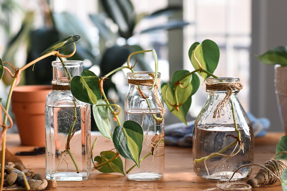 plantes d’intérieur qui vivent toute l’année dans l’eau sans terre philodendron