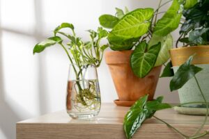 plantes d’intérieur sans entretien adaptées aux débutants en hydroponie epipremnuma ureum