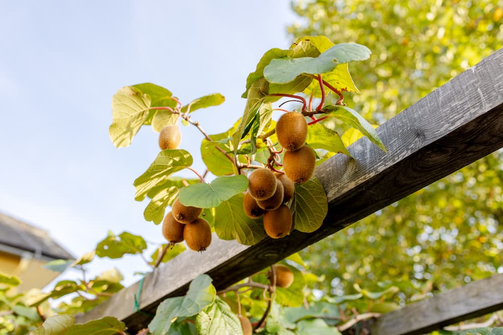 plantes fruitières à cultiver en pot sur balcon