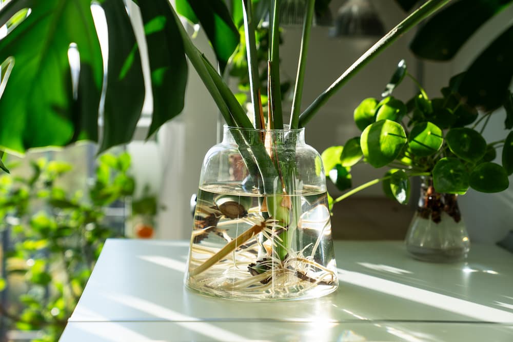 plantes hydroponiques faciles pour débutants monstera deliciosa