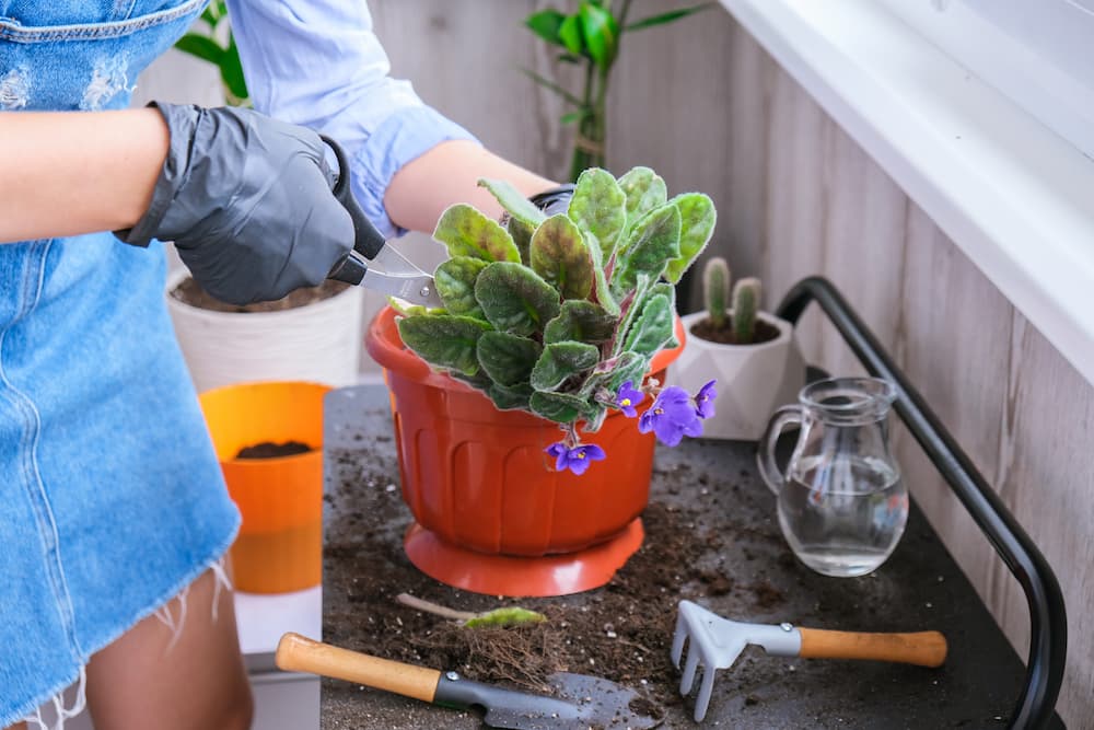 pot adapté pour violette africaine avec drainage