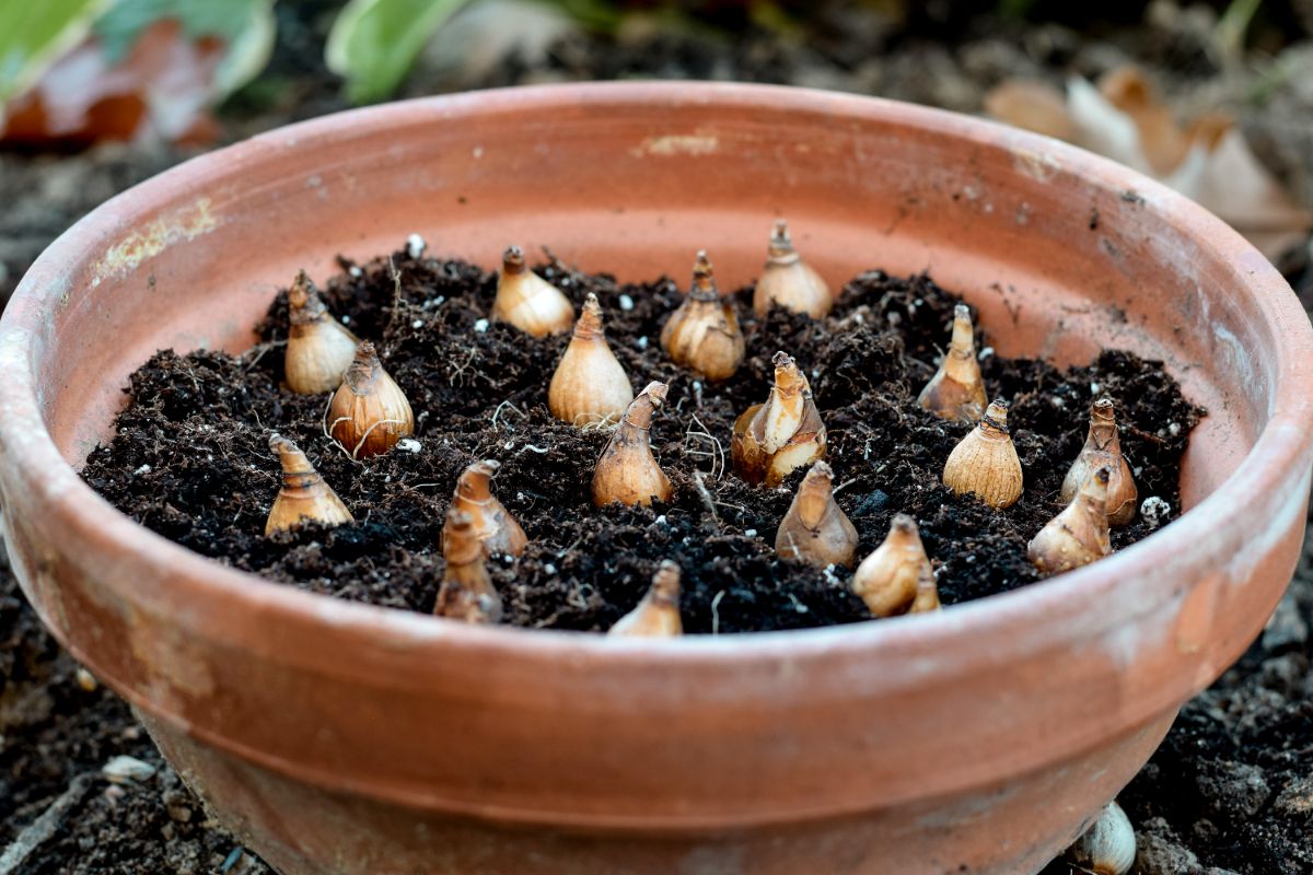 pourquoi mes bulbes ne fleurissent pas en pot ou dans le jardin