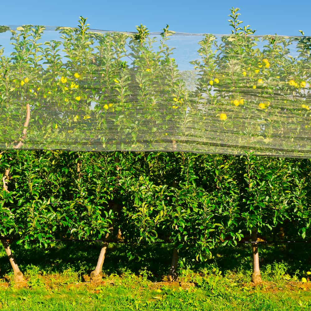 protection anti-oiseaux arbres avec grillage
