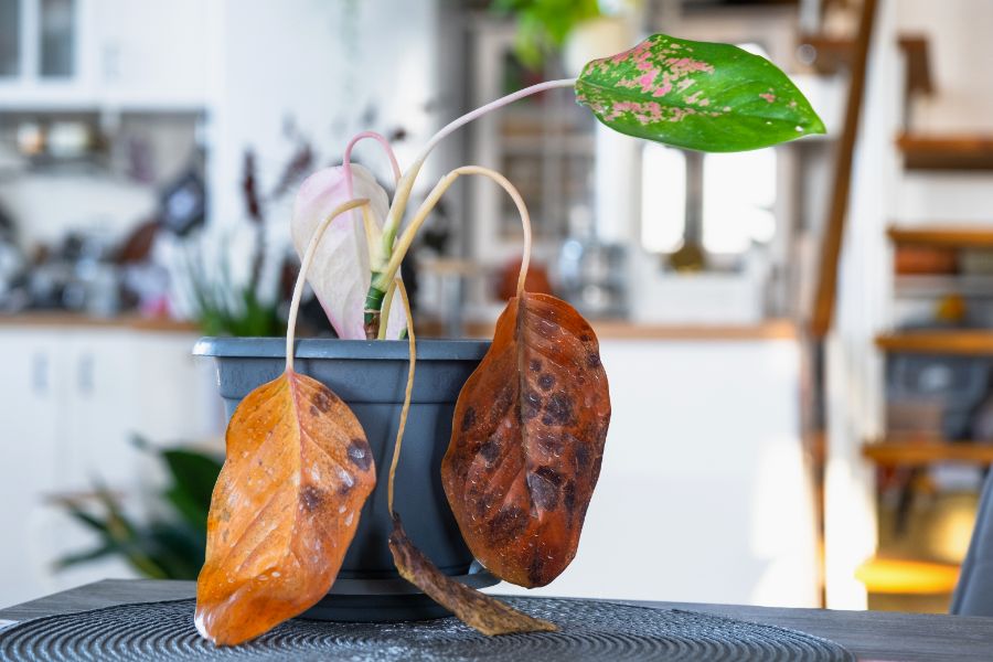 quand une plante est-elle définitivement morte