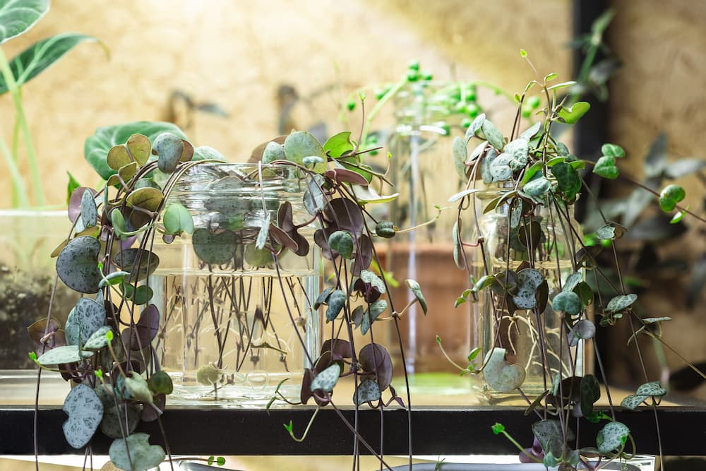 quelles plantes d’intérieur poussent dans l’eau sans terre ceropegia woodii